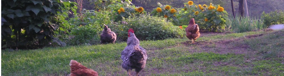 Free Range Chickens and Turkeys